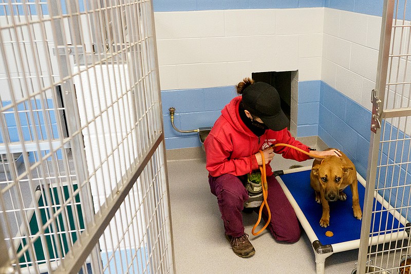 Staff photo by C.B. Schmelter / Kristi Davis comforts Frankie as she settles into her kennel at the Humane Educational Society's new Foy Animal Shelter on Monday, Jan. 11, 2021 in Chattanooga, Tenn.