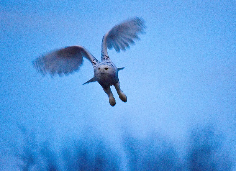 A snowy owl spotted in Chattanooga takes flight on Monday. He's the first documented snowy owl in Hamilton County. / Photo contributed by Kathleen Greeson