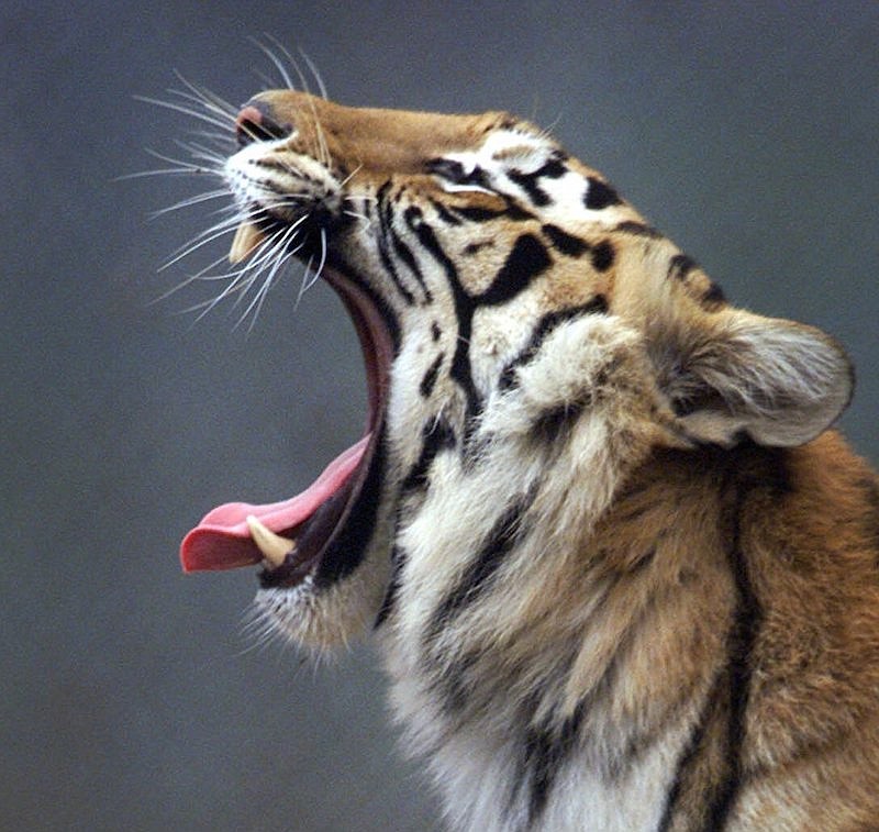 Apata, a Bengal tiger, yawns as she relaxes at the Tiger Haven sanctuary in Kingston, Tenn., March 10, 1999. (AP Photo/The Tennessean, George Walker IV)