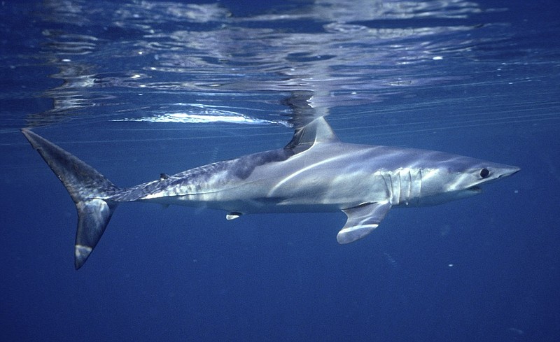 This 2001 photo provided by Dr. Greg Skomal shows a shortfin mako shark off the coast of Massachusetts. In a study published on Wednesday, Jan. 27, 2021, researchers found the abundance of oceanic sharks and rays has dropped more than 70% between 1970 and 2018. (Greg Skomal via AP)

