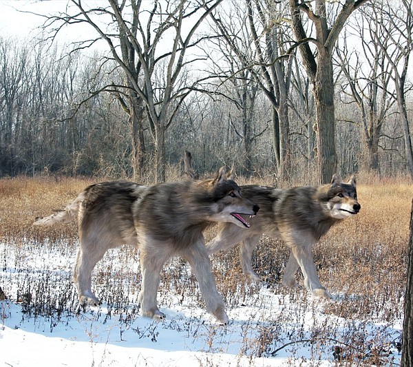 what kind of dogs were used as direwolves