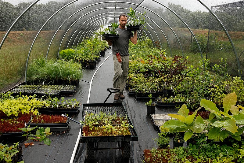Staff file photo by Doug Strickland / In an effort to support biodiversity, the Integrated Community Sustainability Plan recommends increasing the number of native species on the city-approved list of trees and shrubs. Photographed here, horticulturist Scotty Smith carries plants through a hoop house of native plants at Reflection Riding Arboretum and Nature Center in 2019. The nature center is working to replace invasive species on the property with native plants.