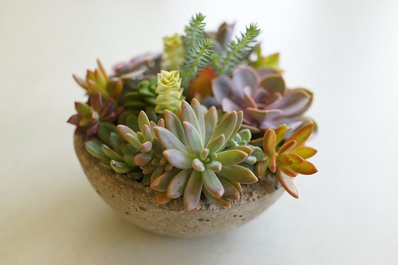 Staff File Photo / An upcoming virtual class by Master Gardeners of Hamilton County will offer advice on growing succulents like these.