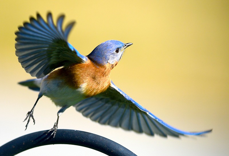 Staff Photo by Robin Rudd / A male eastern bluebird takes flight in East Brainerd.