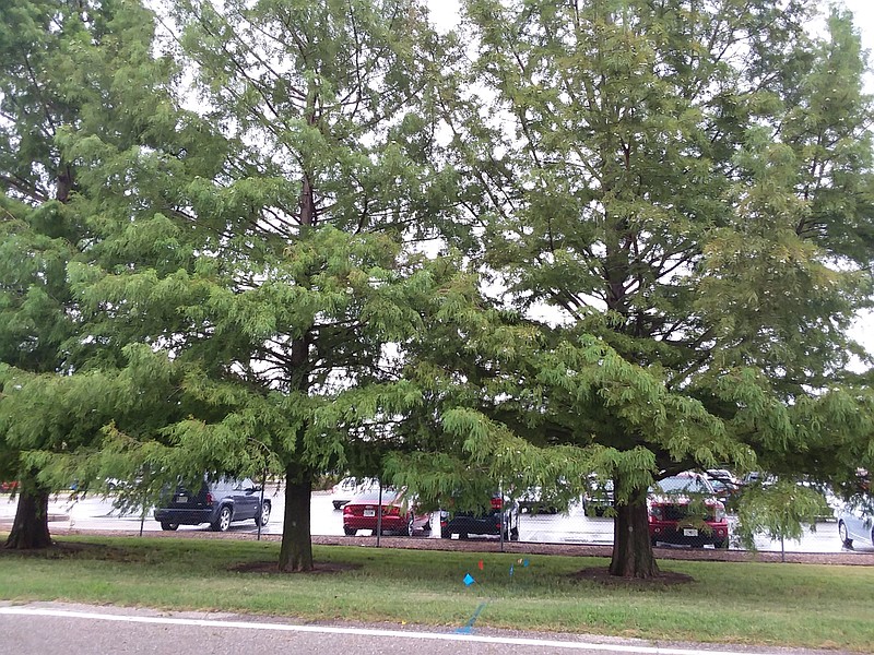 Bald cypress trees / File Photo/ Special to the Arkansas Democrat-Gazette)