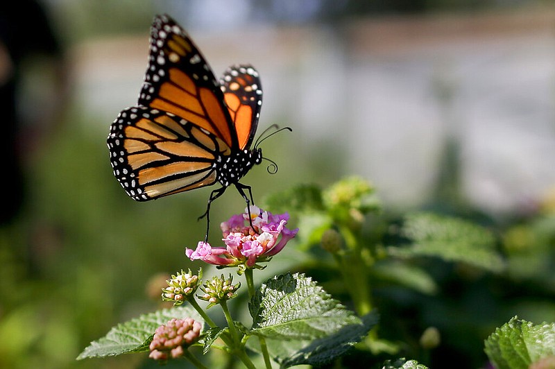 This Aug. 19, 2015, file photo, shows a monarch butterfly in Vista, Calif. The number of western monarch butterflies wintering along the California coast has plummeted to a new record low, putting the orange-and-black insects closer to extinction, researchers announced Tuesday, Jan. 19, 2021. A recent count by the Xerces Society recorded fewer than 2,000 butterflies, a massive decline from the millions of monarchs that in 1980s clustered in trees from Marin County to San Diego County. (AP Photo/Gregory Bull, File)