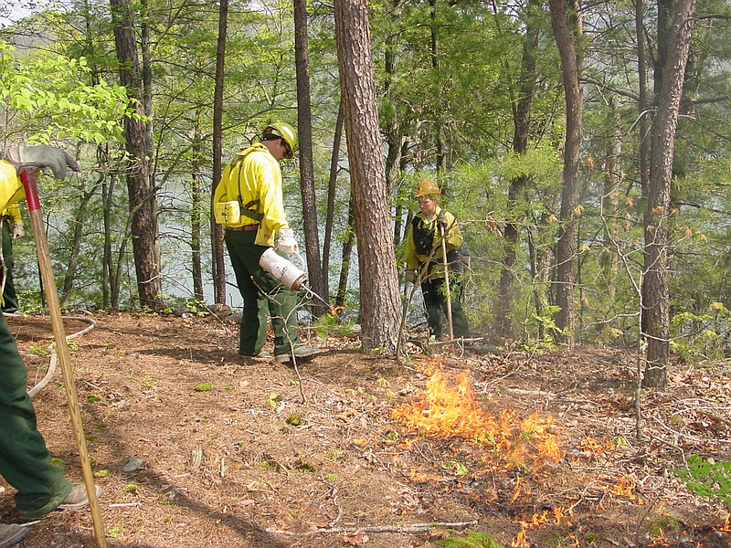 Photo contributed / Forest rangers use a fire torch to light a controlled fire during the prescribed fire season in the Cherokee National Forest.