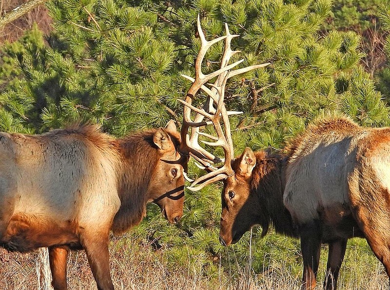 Photo contributed by Larry Case / The West Virginia Department of Natural Resources is more than five years into a project that has returned elk to the Mountain State for the first time in nearly a century and a half.