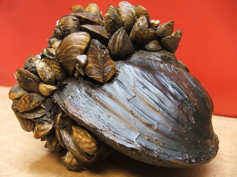 Contributed photo / This National Oceanic and Atmospheric Administration image shows zebra mussels attached to a larger freshwater mussel.