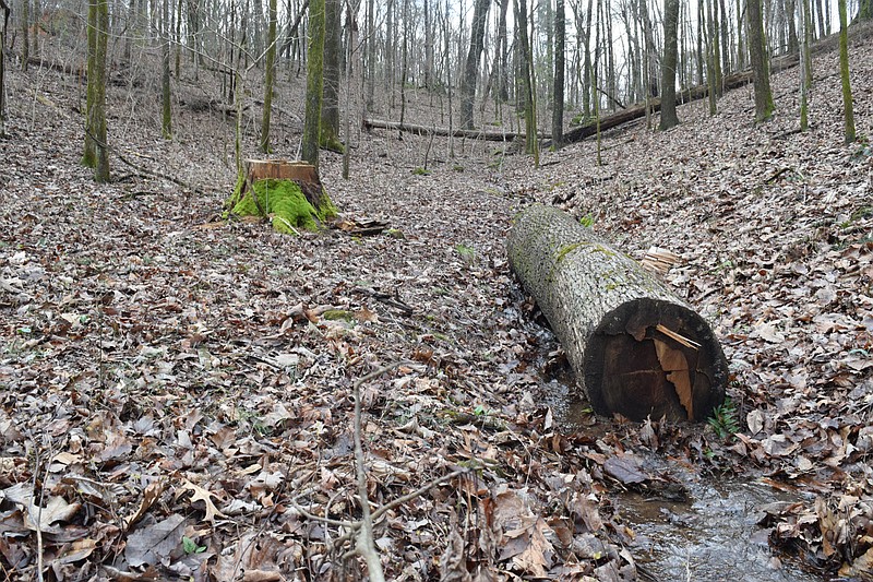 Staff photo by Ben Benton / A log from illegal tree cutting on the slopes of Lookout Mountain in the Chickamauga and Chattanooga National Military Park lies in a small wet-weather brook on March 18, 2021. The stump of an old-growth white oak tree stands a few feet away in an area where more than a dozen federally-protected trees were cut in September.