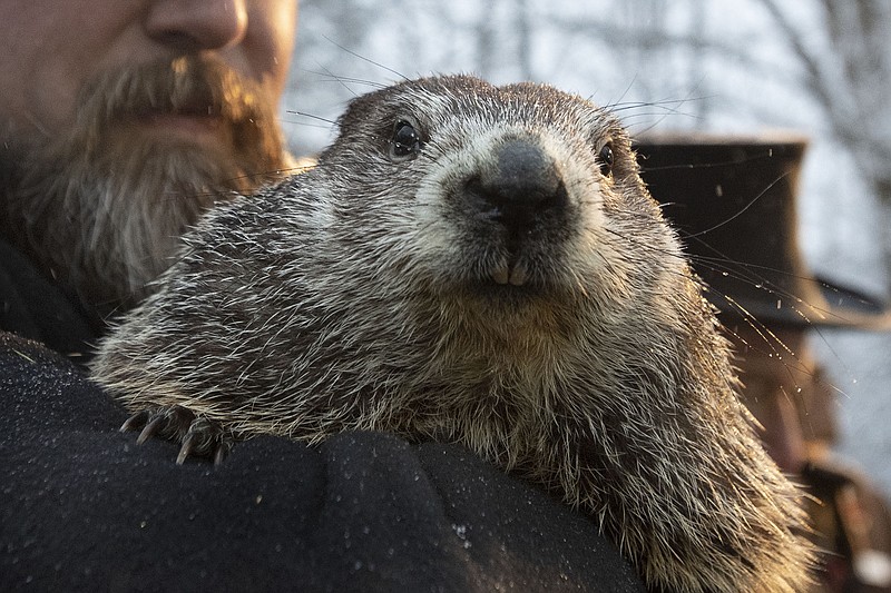 AP photo by Barry Reeger / Groundhog Club co-handler Al Dereume holds Punxsutawney Phil, the weather-prognosticating groundhog, during the 134th celebration of Groundhog Day on Feb. 2, 2020 on Gobbler's Knob in Punxsutawney, Pa. In reality, Mr. Groundhog in the wild is still tucked in bed that time of year, writes outdoors columnist Larry Case.