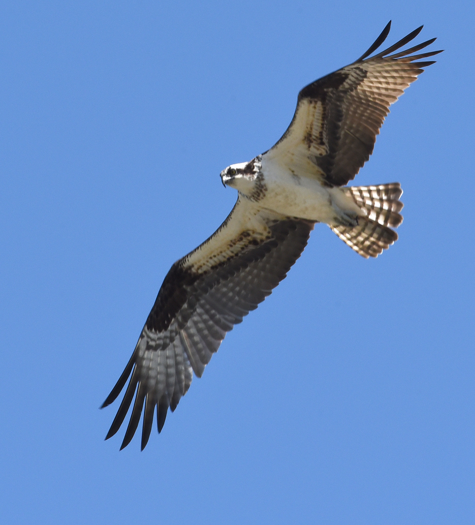 Staff Photo by Matt Hamilton / An osprey looks for its next meal as it flies above the water at the Chickamauga Dam on Thursday, April 1, 2021.