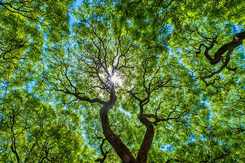 Getty Images / tree tile