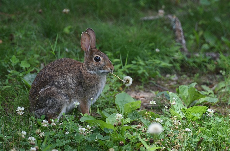 Staff photo by John Rawlston / A rabbit munches on a dandelion next to a fairway at the Windstone golf course on Tuesday, June 2, 2015, in Catoosa County, Ga.