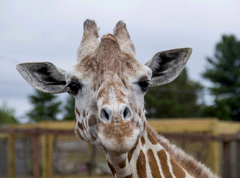 This undated photo, provided by Animal Adventure Park on Sunday, June 3, 2018, shows a giraffe named April at Animal Adventure Park in Harpursville, N.Y. Park officials said 20-year-old April was euthanized "due to her worsening arthritis." (Animal Adventure Park via AP)