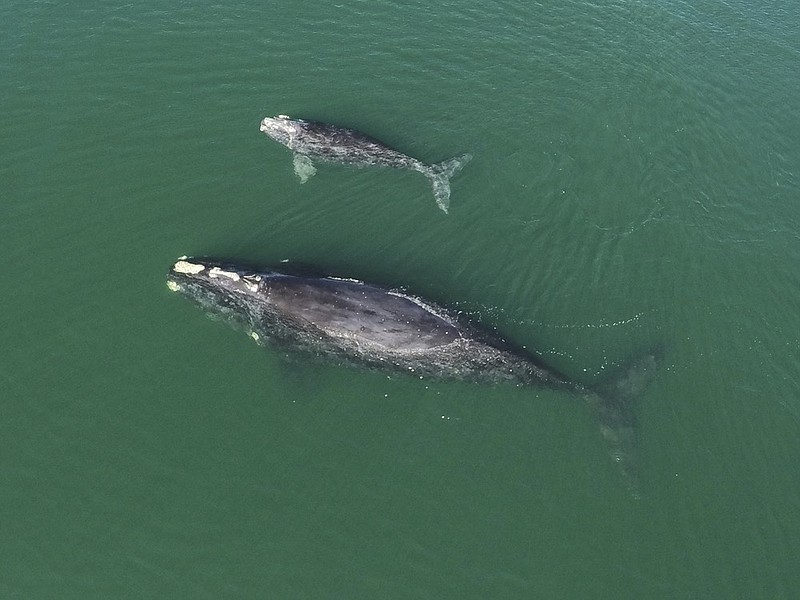 This Jan. 19, 2021 photo provided by the Georgia Department of Natural Resources shows a North Atlantic right whale mother and calf in waters near Wassaw Island, Ga. (Georgia Department of Natural Resources/NOAA Permit #20556 via AP)


