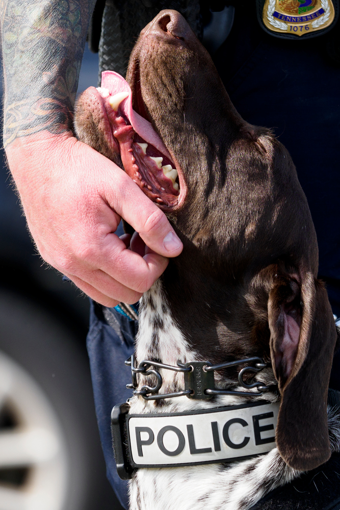 Staff photo by C.B. Schmelter / Chattanooga Police Department Sgt. Sean O'Brien pets K9 Gunther before a press conference at the Tennessee Riverpark on Wednesday, April 7, 2021 in Chattanooga, Tenn.