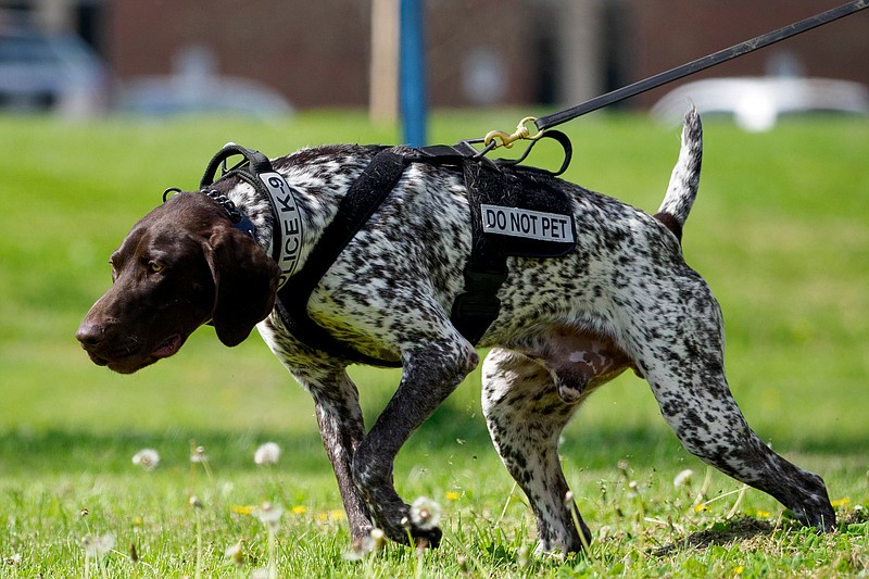 Staff photo by C.B. Schmelter / K9 Gunther searches for a firearm during a demonstration during a press conference at the Tennessee Riverpark on Wednesday, April 7, 2021 in Chattanooga, Tenn.