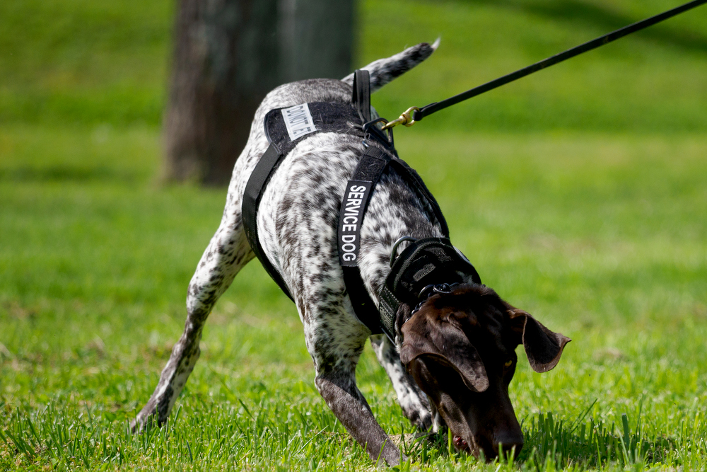 Staff photo by C.B. Schmelter / K9 Gunther searches for a firearm during a demonstration during a press conference at the Tennessee Riverpark on Wednesday, April 7, 2021 in Chattanooga, Tenn.