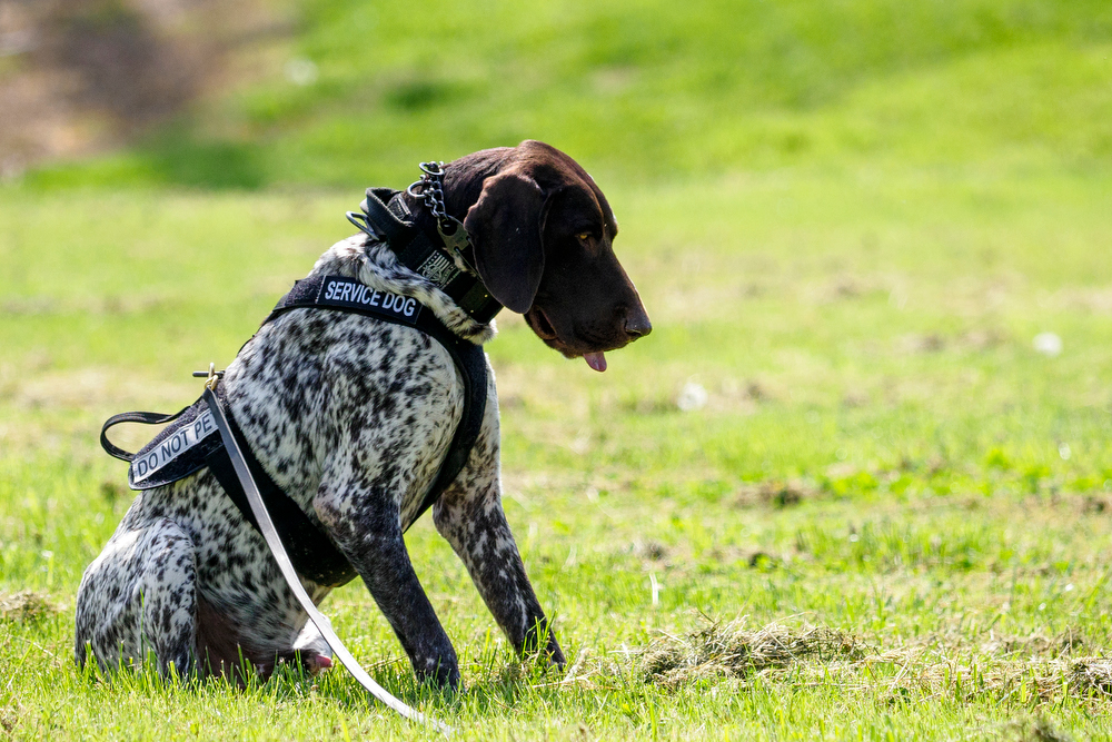 Staff photo by C.B. Schmelter / K9 Gunther sits after finding a firearm during a demonstration during a press conference at the Tennessee Riverpark on Wednesday, April 7, 2021 in Chattanooga, Tenn.