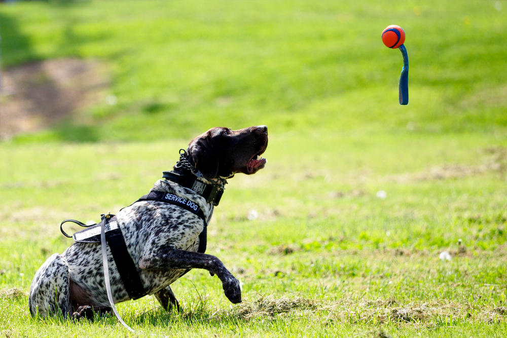 Staff photo by C.B. Schmelter / K9 Gunther gets his toy after finding a firearm during a demonstration during a press conference at the Tennessee Riverpark on Wednesday, April 7, 2021 in Chattanooga, Tenn.