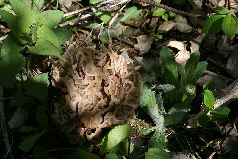 AP file photo by M.L. Johnson / The morel is a wild mushroom that is edible when cooked, and hunting a batch of the tasty fungi is a rite of spring in the Appalachian Mountains.