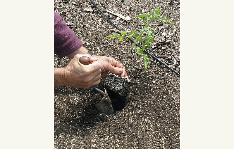 One week after the "average date of the last killing frost" for your garden is the time when it's generally safe to plant out tomato transplants. / Photo by Lee Reich via AP