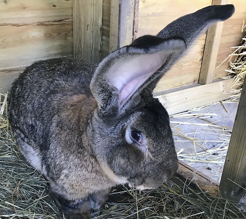 Undated photo issued Monday April 12, 2021, by West Mercia Police, showing the world's biggest rabbit, Darius, who has been stolen from its home in Worcestershire, police have said. West Mercia Police are appealing for information after the 129 centimeters (4 feet, 3 inches) long Continental Giant rabbit named Darius was taken from its enclosure in the garden of the property in Stoulton, England, overnight on Saturday. (West Mercia Police via AP)


