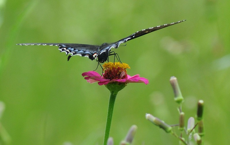 Staff Photo by Tim Barber/Chattanooga Times Free Press - A butterfly lands atop a wildflower during the City Prep golf tournament at Bear Trace Golf in Harrison.	