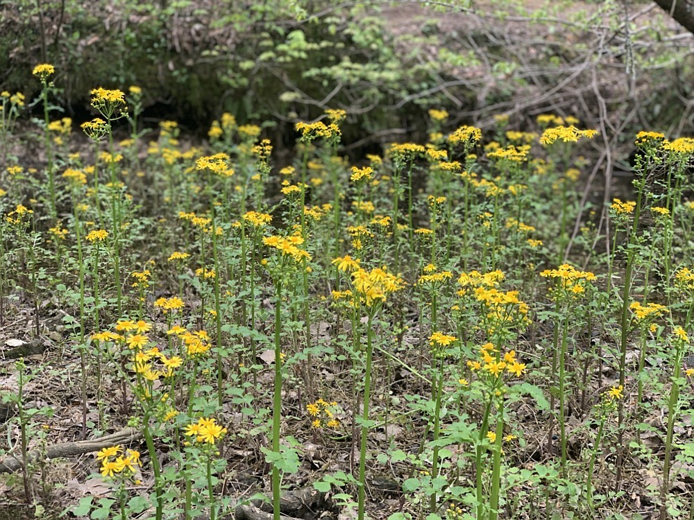 Chattanooga area spring wildflowers | Chattanooga Times Free Press