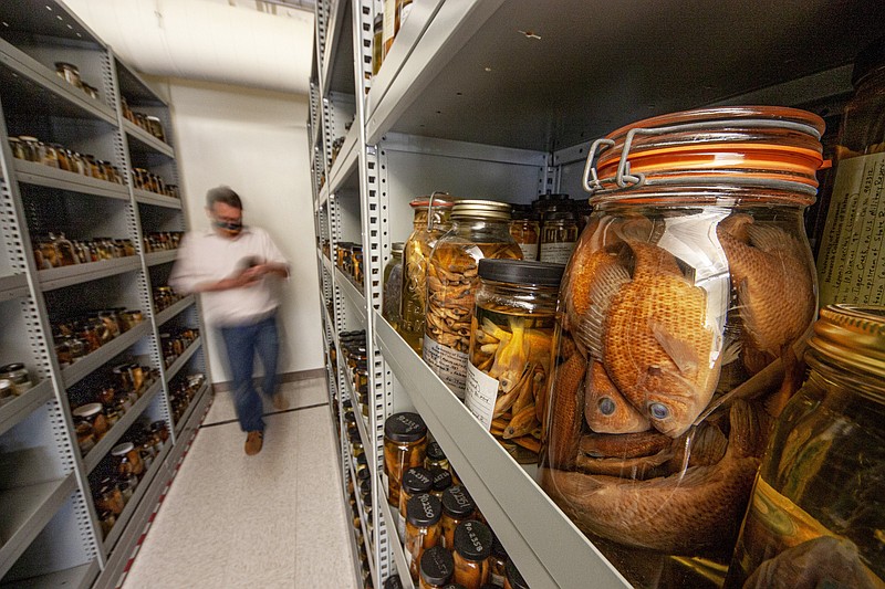 Photo contributed by the Tennessee Valley Authority / Dr. Ben Keck, curator of the University of Tennessee Knoxville's David A. Etnier Ichthyological Collection, is using 3,000 "pickled fish" collected from as far back as 1965 to look at the history of microplastics in the Tennessee River.