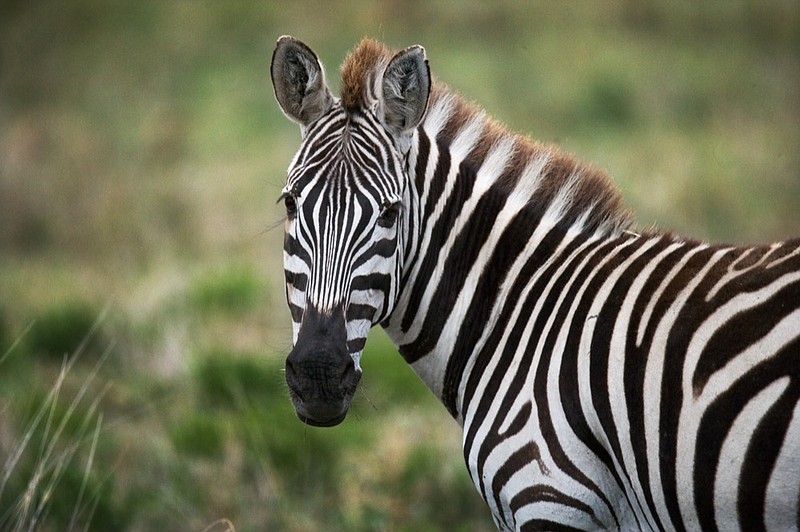 Portrait of a zebra. Close-up. Kenya. Tanzania. National Park. Serengeti. Maasai Mara. An excellent illustration. zebra animal tile /Getty Images
