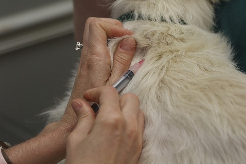 Staff File Photo / Officials are urging pet owners to make sure rabies vaccinations are up to date.