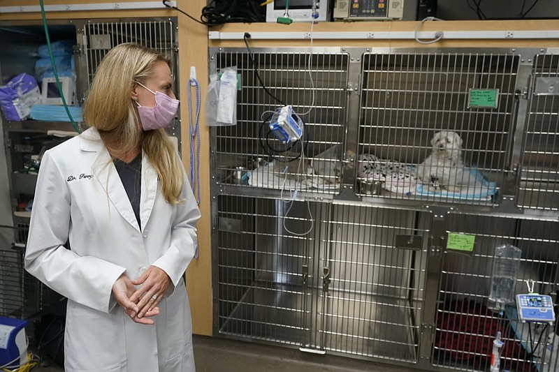 Dr. Katarzyna Ferry, left, looks over at dog named Wendy who is being treated for a flare-up of Addison's disease, Monday, April 12, 2021, at the Veterinary Specialty Hospital of Palm Beach Gardens in Palm Beach Gardens, Fla. Forced to stay at home due to the pandemic, Americans adopted nearly 12 million pets last year meaning the average vet clinic saw nearly 400 new patients last year. Veterinarian offices across the country are experiencing unprecedented demand, adding extra staff and extending hours to fill in the gaps. "We are still short staffed despite active seeking of additional staff," said Ferry. (AP Photo/Wilfredo Lee)