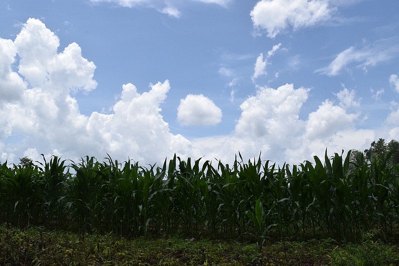 Staff File Photo By Ben Benton / One of the plantings of corn scattered throughout Prentice Cooper State Park in Marion County, Tennessee, several years ago is shown. Just as evidenced in the 1920 census, corn is still the state's biggest crop.