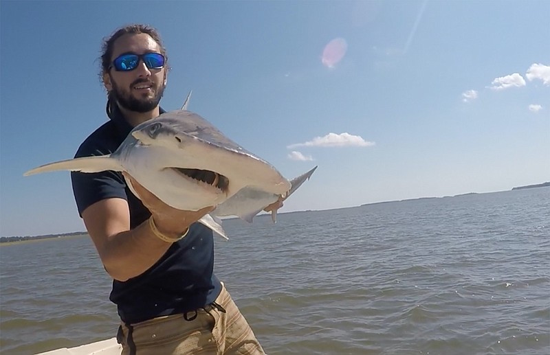 In this Sept. 2015 photo taken by Colby Griffiths on the North Edisto River in South Carolina, scientist Bryan Keller holds a bonnethead shark. Keller is among a group of scientists that found sharks use the Earth's magnetic field as a sort of natural GPS when they navigate journeys that take them thousands of miles across the world's oceans. (Photo courtesy Bryan Keller via AP)

