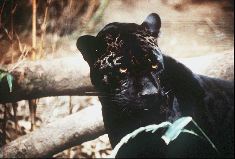 FILE - In this undated file photo a jaguar is shown. Environmental groups and scientists with two universities are suggesting that U.S. wildlife managers consider reintroducing jaguars to the American Southwest. In a recently published paper, they say habitat destruction, highways and existing segments of the border wall mean that natural reestablishment of the large cats north of the U.S.-Mexico boundary would be unlikely over the next century without human intervention. (The Arizona Republic via AP, File)