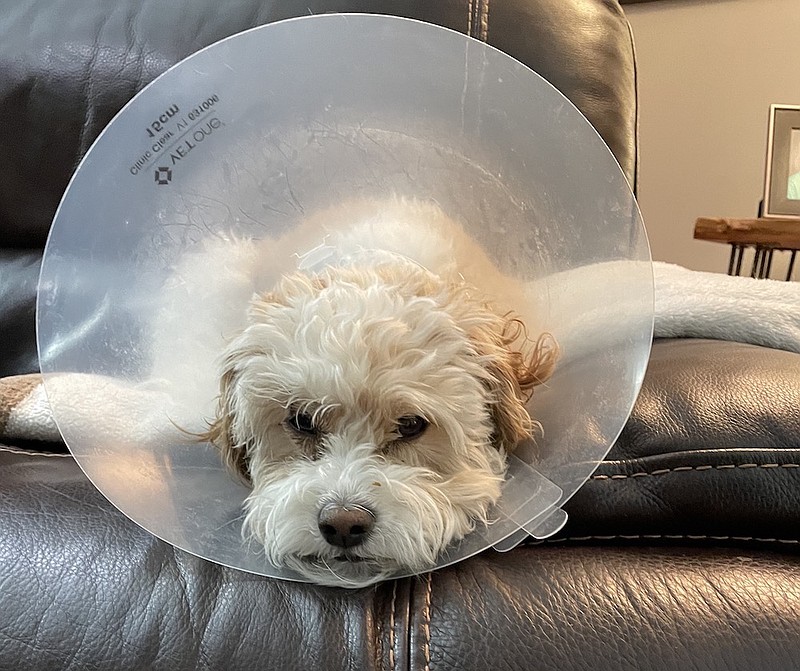 Photo by Mark Kennedy / Boise eventually grew resigned to the short-term misery of his "cone of shame."