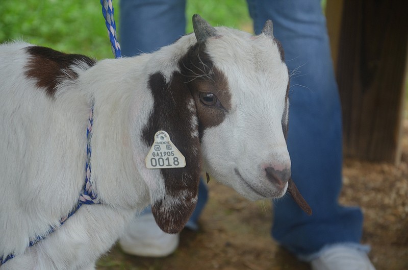 Photo by Nick Carter / In April, the kindergarten classes at North LaFayette Elementary School adopted twin baby Boer goats from the herd at LaFayette High School. The children named this one Daisy. They named the other one Marshmallow.