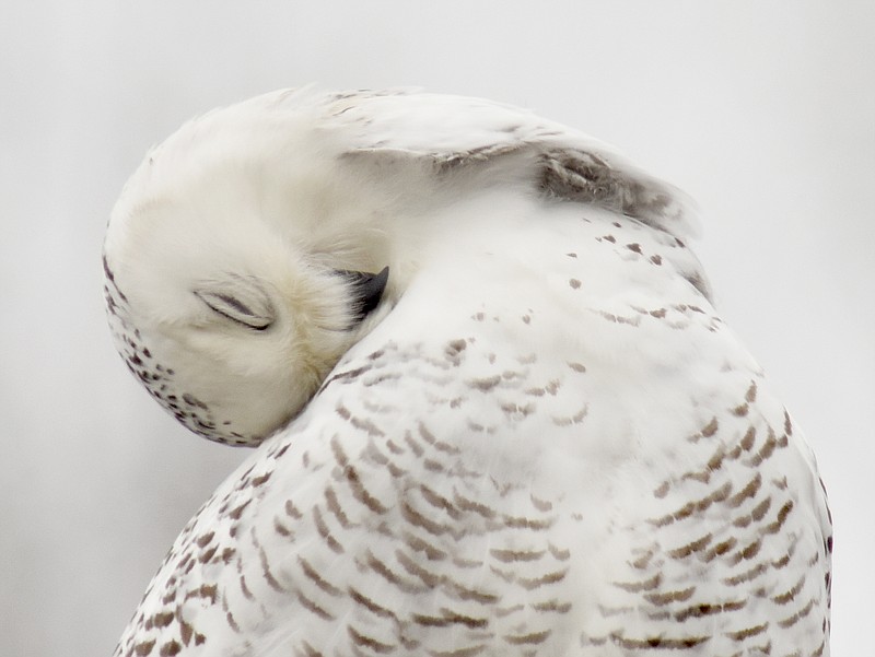 Photo by Kathleen Greeson / This snowy owl was spotted perched on a home near Chickamauga Lake — hundreds of miles south of its typical range, and to photograph the bird was a "once in a lifetime experience," says local artist Kathleen Greeson.