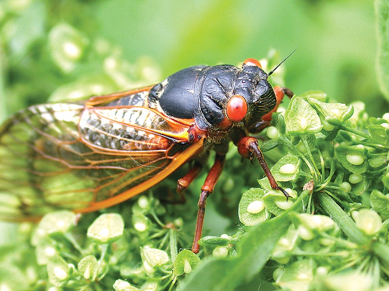 Getty Images / Cicadas don't bite or sting, nor are they poisonous.