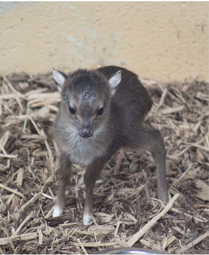 A baby Blue Duiker is seen at the Chattanooga Zoo / Contributed photo