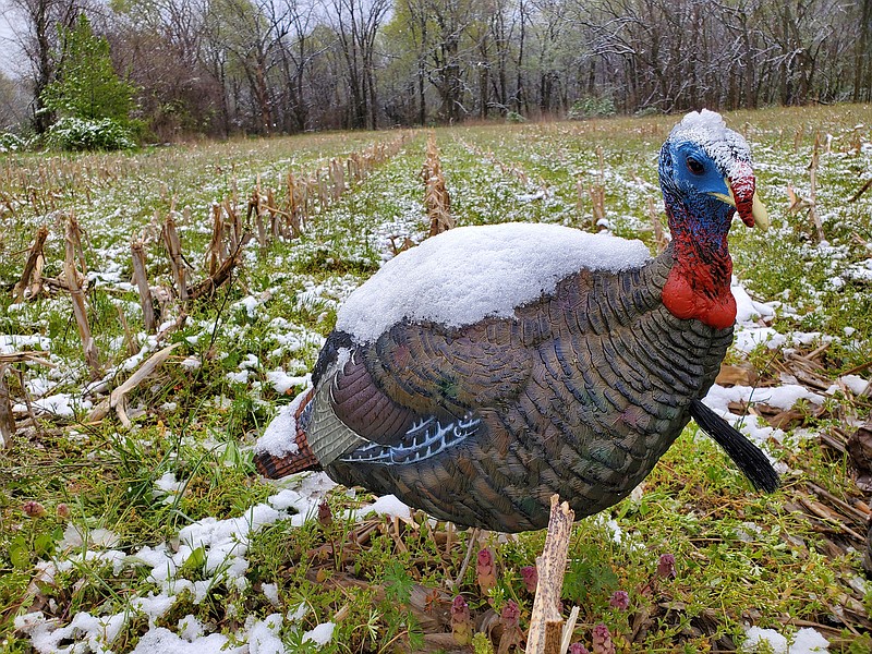 Photo contributed by Larry Case / There's more to turkey hunting than bringing home a bird to eat. After all, it would be both less expensive and far easier to reach into a freezer at the grocery store for a turkey, rather than endure freezer-like conditions during a late spring snow just on the chance of luring in a bird.