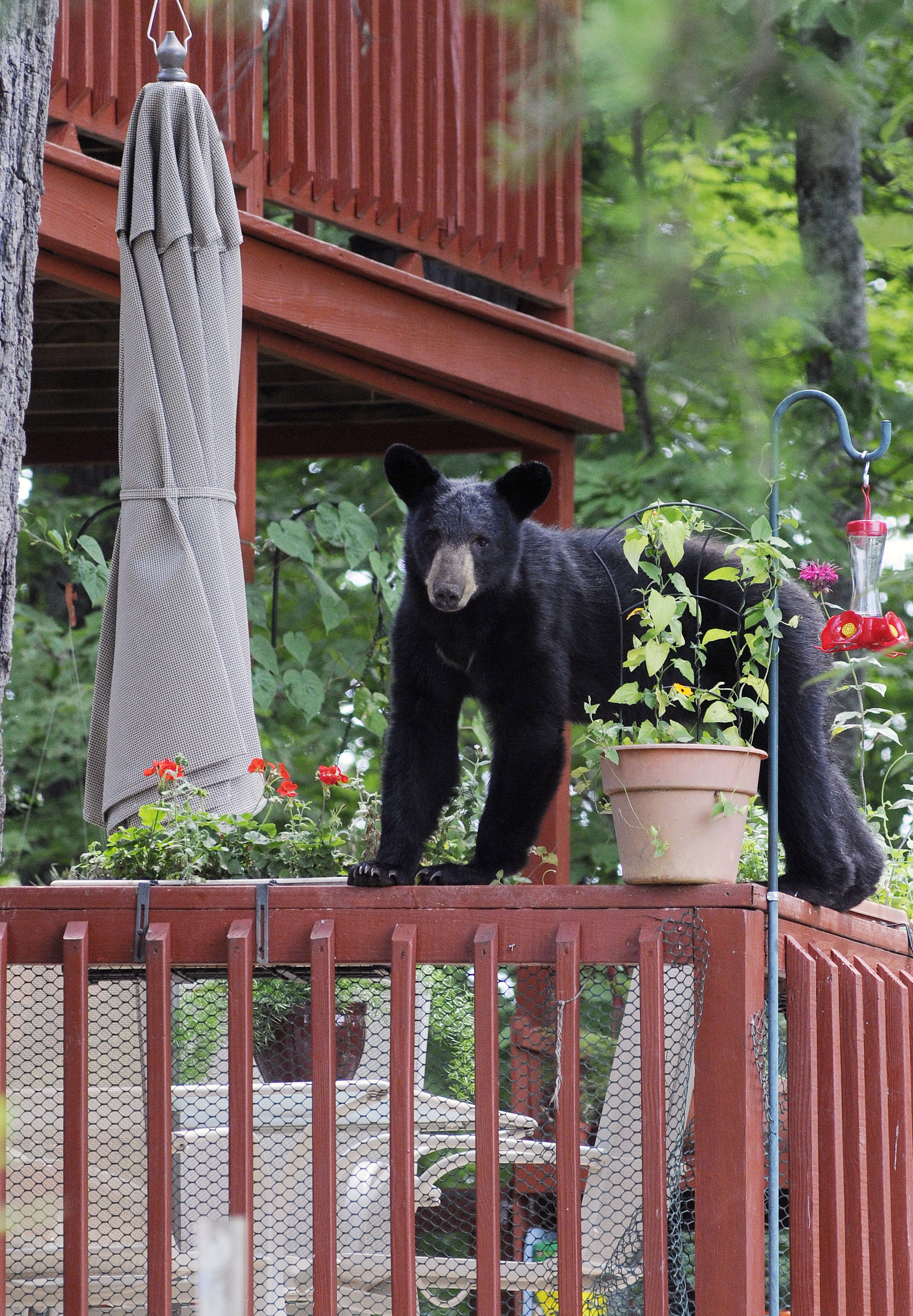 Black bear in Nashville, TN: Where sightings have been reported so far