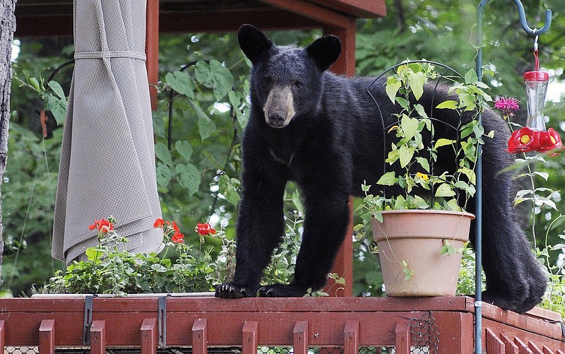 It's June -- what are Black Bears up to?