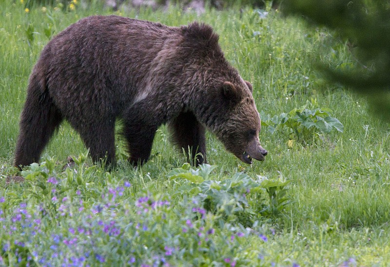 AP photo by Jim Urquhart / A grizzly bear roams near Beaver Lake in Yellowstone National Park in Wyoming in July 2011. Grizzly bears, similar to gray wolves, were eliminated from much of their former range in the western United States, but their population is now growing in some areas.