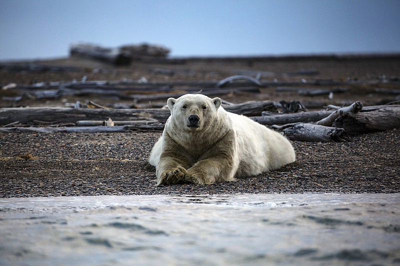 New York Times file photo by Josh Haner / A polar bear rests near Kaktovik, a village within the Arctic National Wildlife Refuge in Alaska.