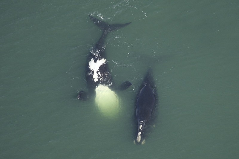 In this Feb. 20, 2010 photo provided by the Florida Fish and Wildlife Conservation Commission, a female North Atlantic right whale Catalog #3911, right, swims with another whale. (Florida Fish and Wildlife Conservation Commission, NOAA Permit #594-1759 via AP)


