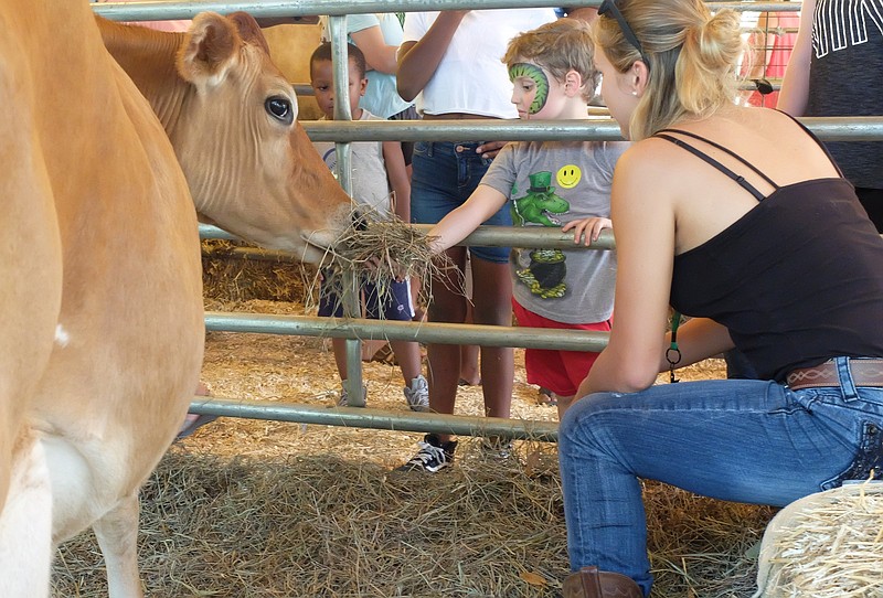 Staff photo by Tim Barber/ Demetrius Ward, left, 4, watches as Silas Buchanan, 5, feeds hay to Tess, a milking cow owned by Zoe Grosskreutz, seated Sunday afternoon, Sept. 29, 2019, at the 2019 Hamilton County Fair on the island at Chester Frost Park.