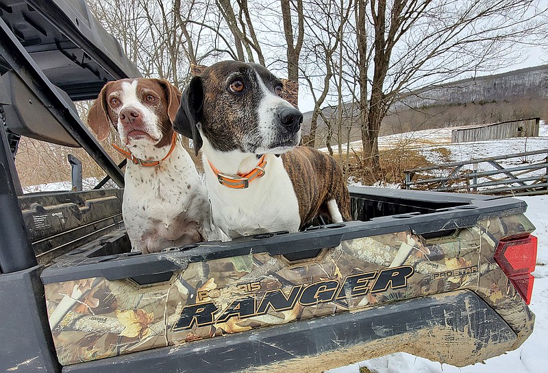 Photo contributed by Larry Case / Callie and Dotzie sit in the Ranger on a snow day. Hunting dogs love to work, but when they're not occupied they will sometimes seek adventure that involves surprising escapes and long journeys that force the owners to hunt them.